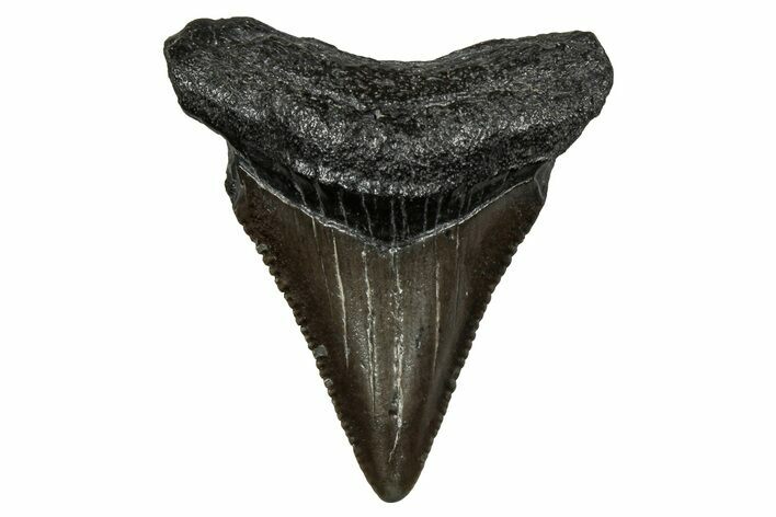 Serrated, Juvenile Megalodon Tooth - South Carolina #353314